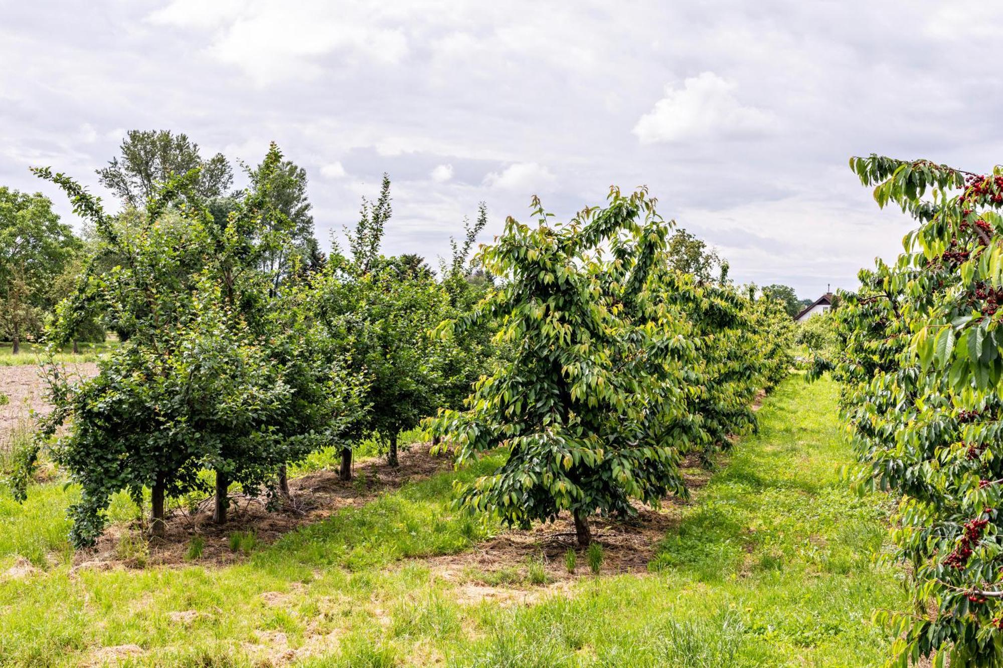Ferienwohnung Im Obstgarten اهرنجن المظهر الخارجي الصورة